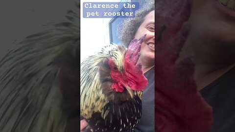 Clarence the pet rooster