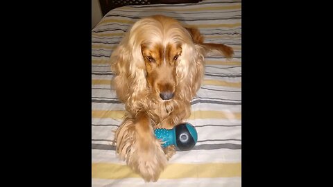 #dogshow , #animals , #dogs , #shorts