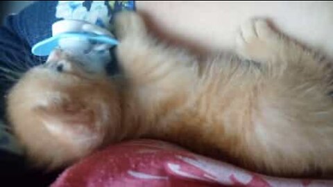 Adorable kitten loves its pacifier