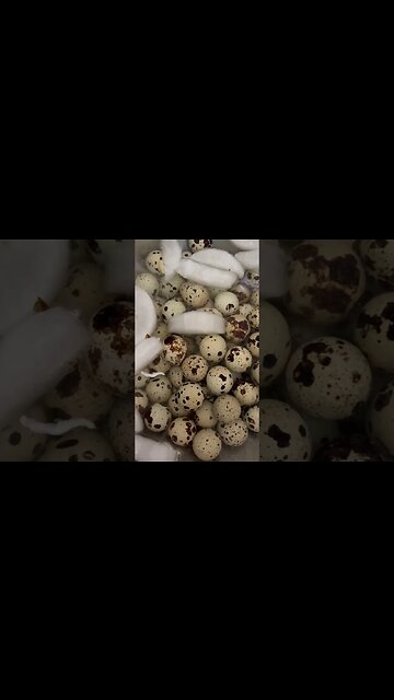 Pickling Quail Eggs 🥚 🫙#shorts #pickling #quaileggs