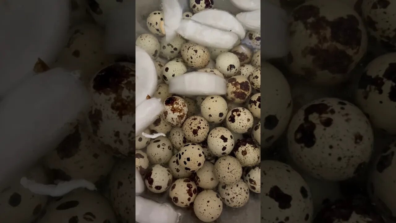 Pickling Quail Eggs 🥚 🫙#shorts #pickling #quaileggs