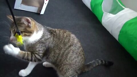 Small Cat Grabs the Feather Toy with His Teeth