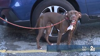 Good Doggie Day Care is ready to take care of your pup