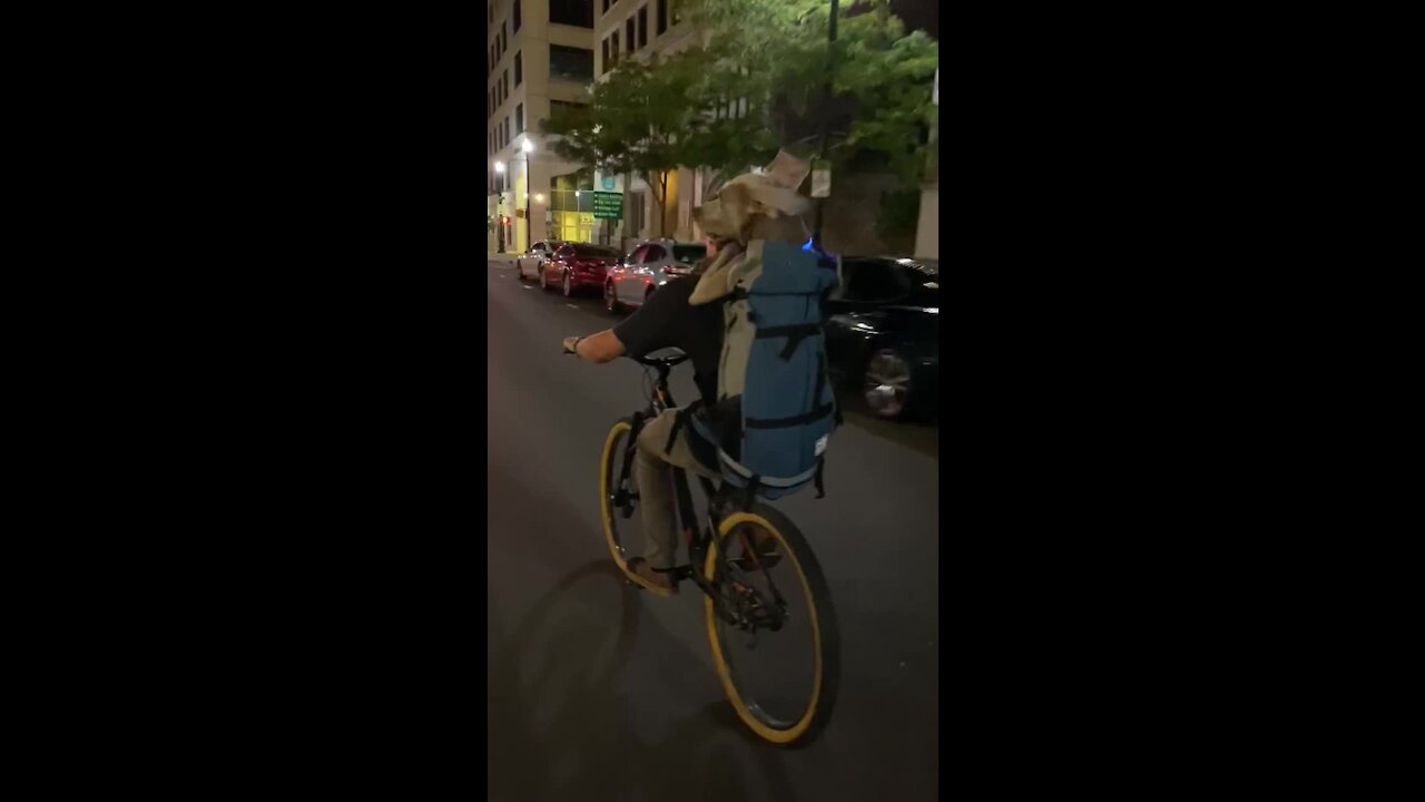 Dog Fearlessly Enjoys His First Ever Bike Ride