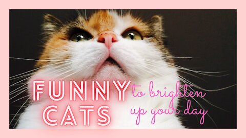 Funny cats to brighten up your day