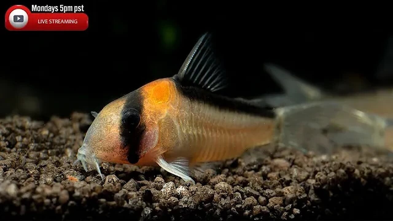 More Corydoras Losses - Steenfott Aquatics Live Stream