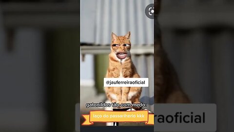 pitibunildo esse tem coragem
