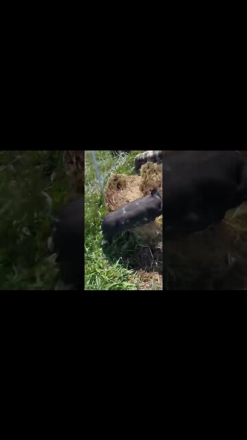 Don’t run from the Lord! 🐷🥹 #piglets #cute #funny 🤣🤣🤣