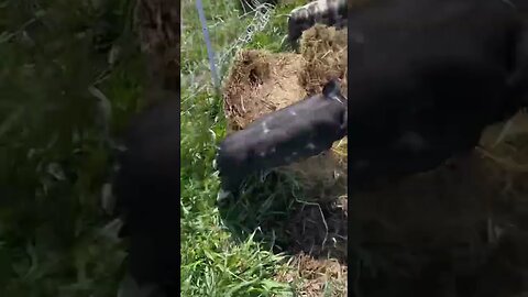 Don’t run from the Lord! 🐷🥹 #piglets #cute #funny 🤣🤣🤣