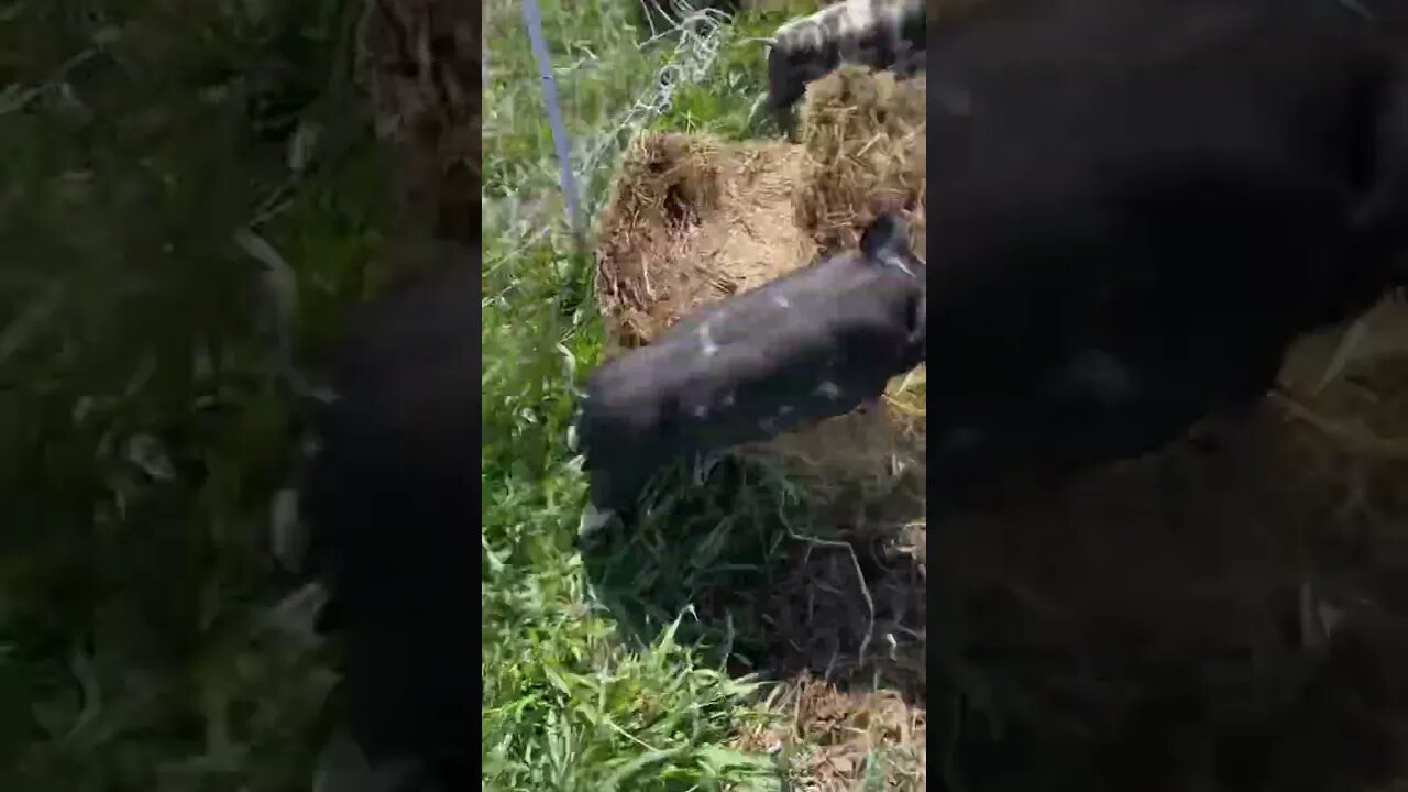 Don’t run from the Lord! 🐷🥹 #piglets #cute #funny 🤣🤣🤣