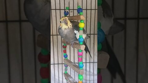 Cockatiels the Feathery clowns | Cockatiels Craze