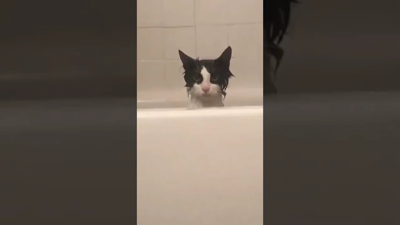 Hilarious Cat in Bath reaction - Best Clip of 2021 Tiktok #shorts