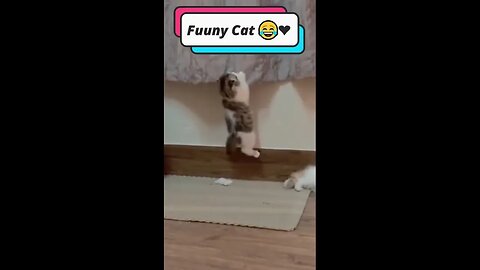 😸 Top Cat Comedy 🐱 | Funny & Adorable Videos 😺 #cat #catshorts #shorts