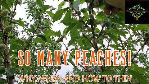 Thinning my peach tree to improve yield and health of the tree