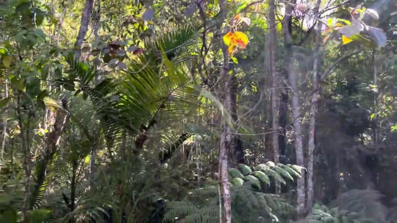 SOM AMBIENTE DE FLORESTA