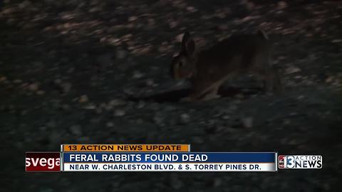 Group of feral rabbits found dead