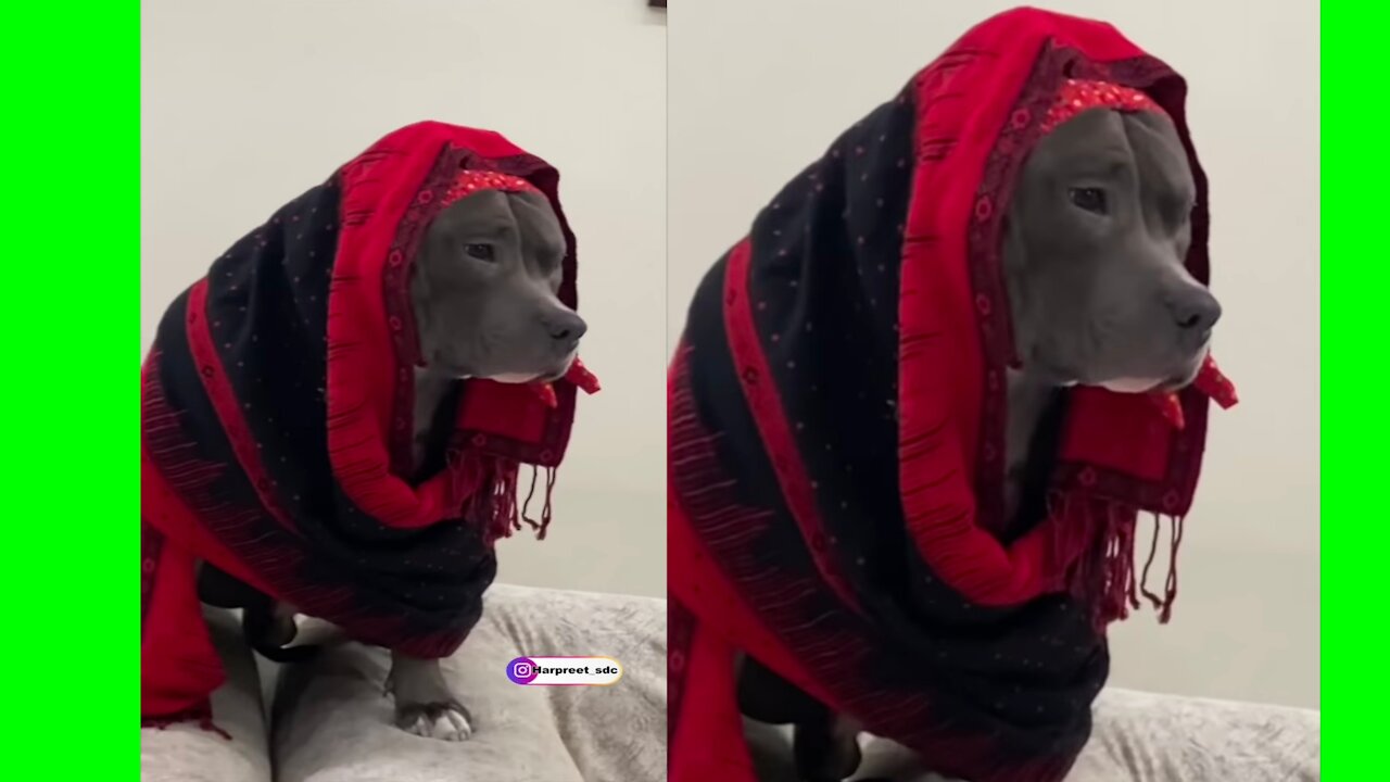 Which one is your favourite funny dog