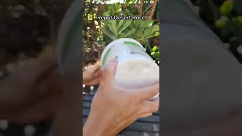 Repot Desert Rose 1st time - GreenMangoes #viral #viralshorts #desertrose #gardening #bonsai