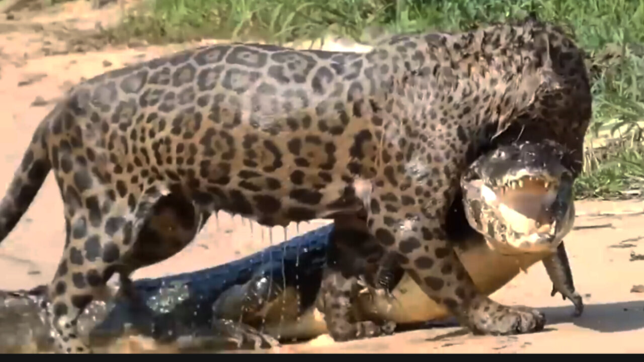 The brutality of jaguars in preying on crocodiles