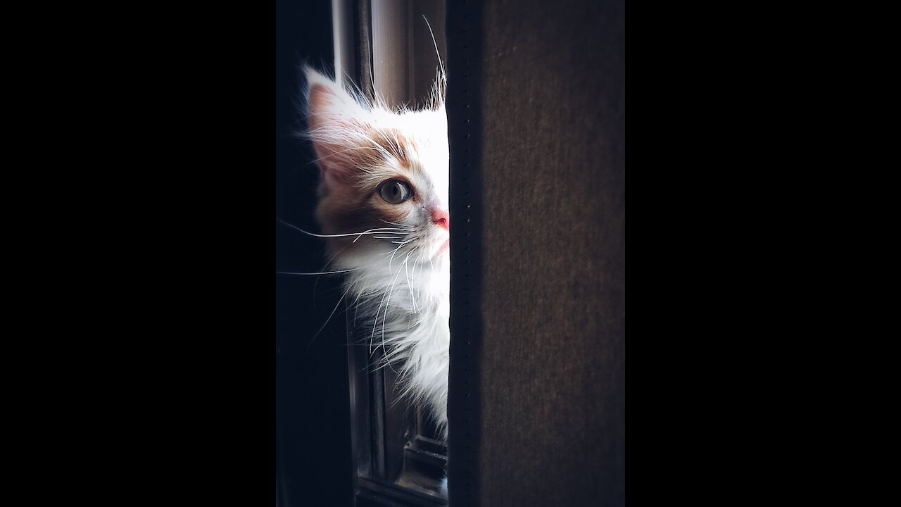 cat playing with little piece of tape