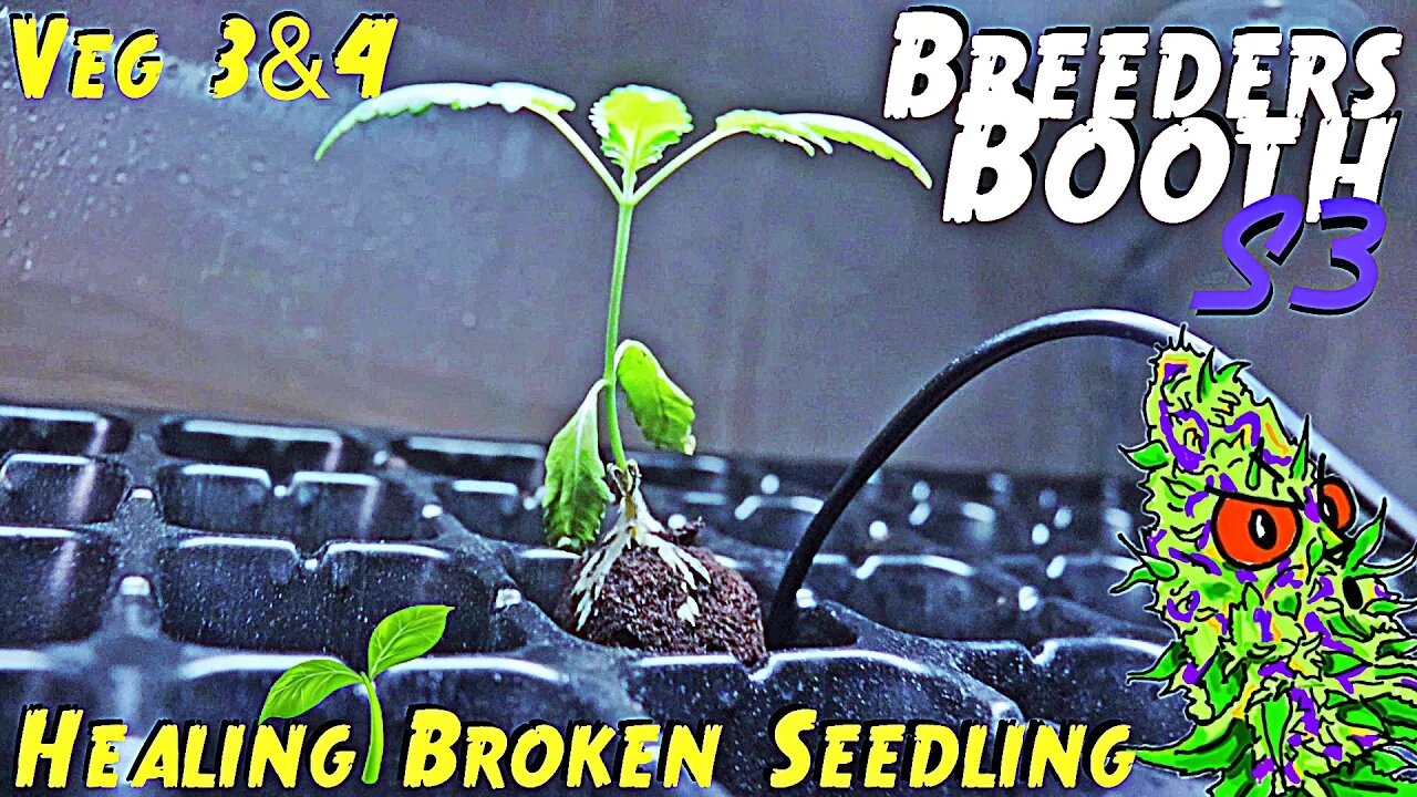 Breeders Booth S3 Ep. 3 | Veg Weeks 3 & 4 | Healing A Broken Seedling ( Goodbuds Genetics )