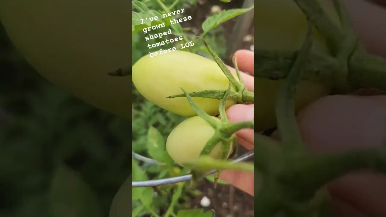 Tomatoes Are Looking Fine ðŸ¤#gardening #tomato #yummy