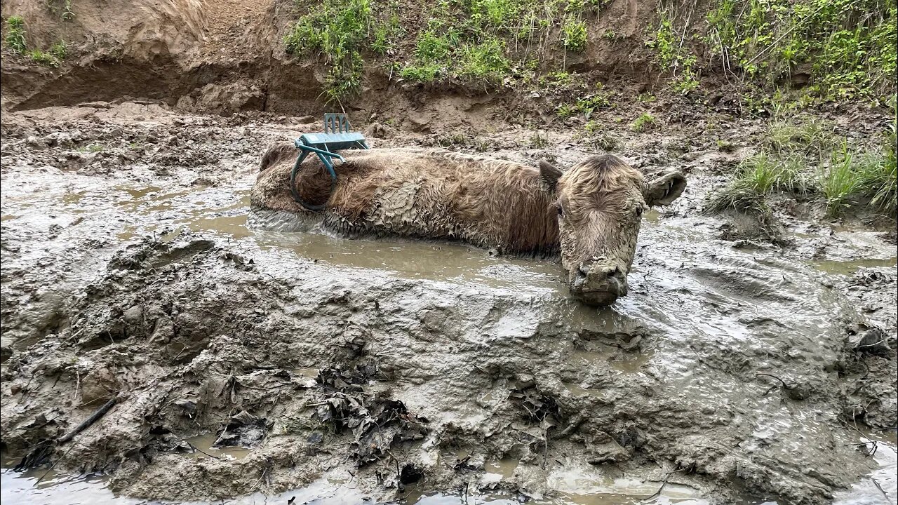 Cow Rescue: Mud Edition!