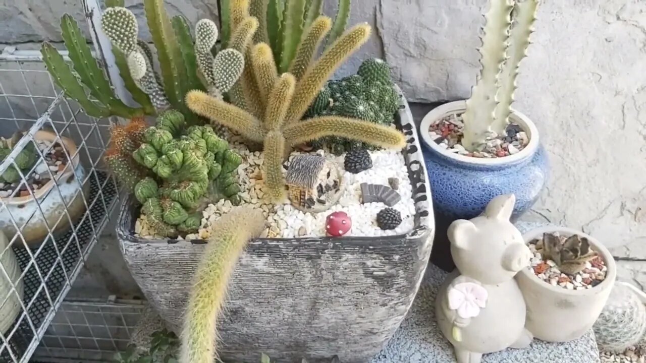 My collection succulents plants and Cactus | Plantita | Roosterjane