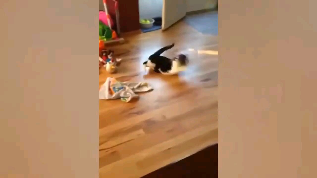 Try not to laugh challenge funny animal video
