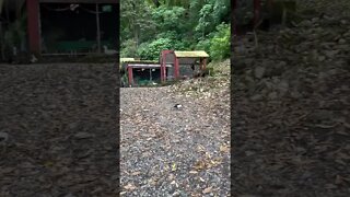 Comala near volcano #shorts