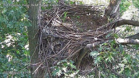 Hays Eagles Nest Zoom View of Nest Structure 8.27.23 15:36