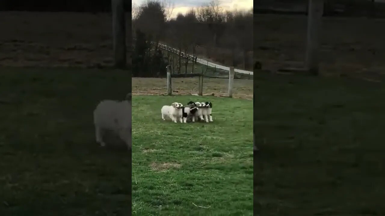 cachorrinhos fofinhos brincando com graveto │ Recebi no WhatsApp