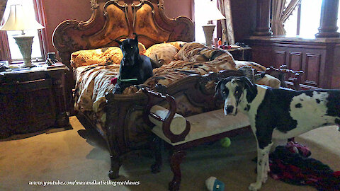 Funny Great Dane Doesn't Want To Get Out Of Bed