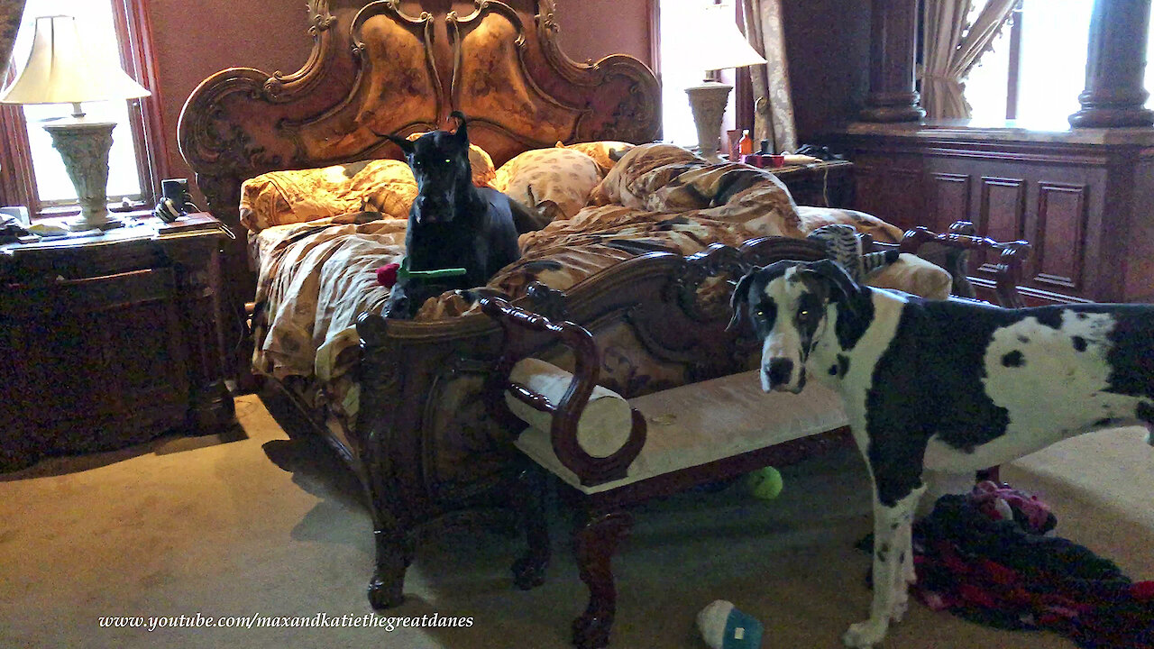 Funny Great Dane Doesn't Want To Get Out Of Bed