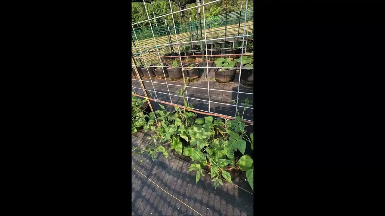 Helping Pole Beans Climb Trellis Properly