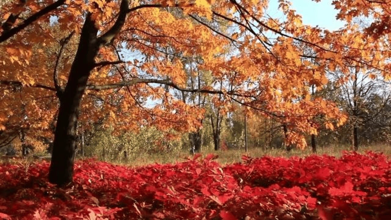 Peaceful Meditation Music - Relaxing Stress Relief Fall Foliage