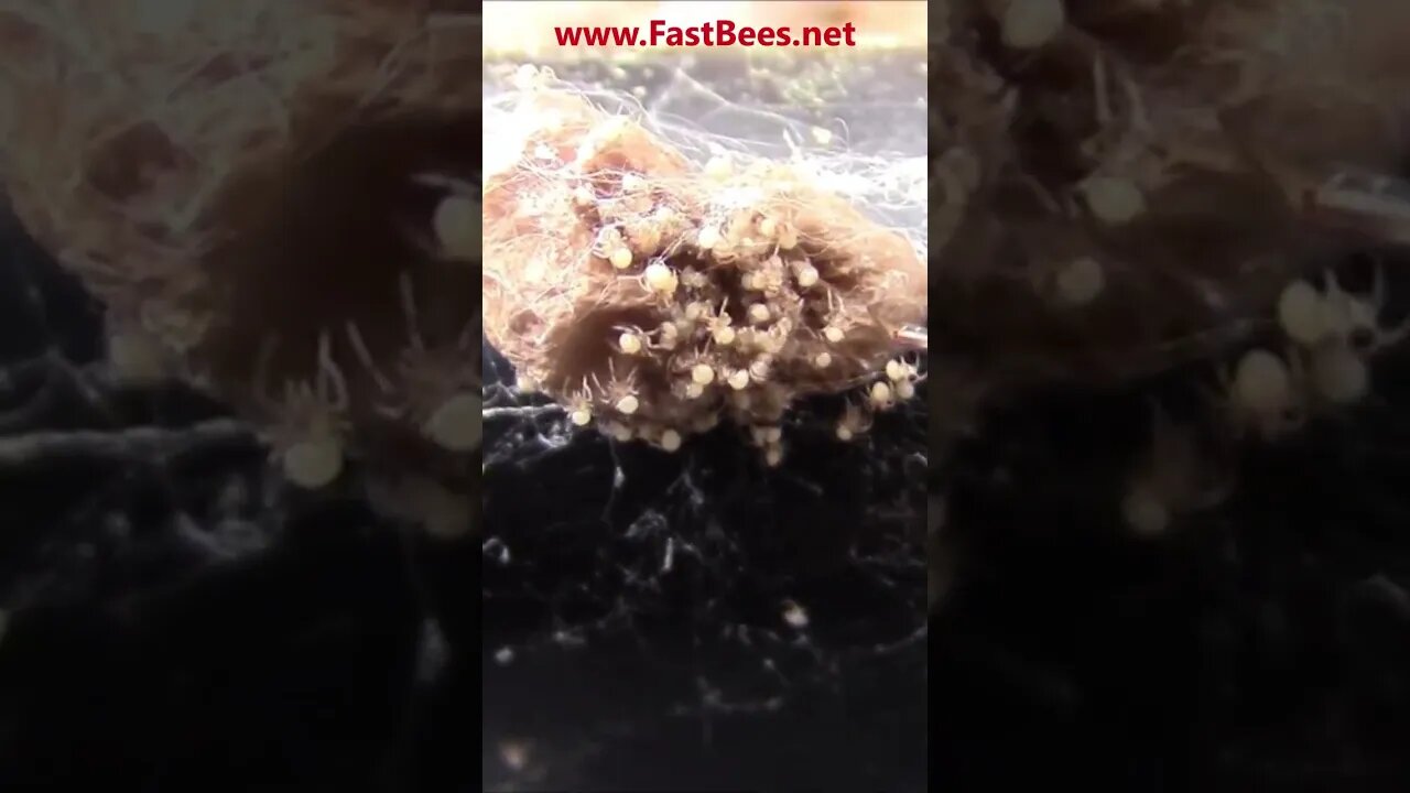 Baby Spiders