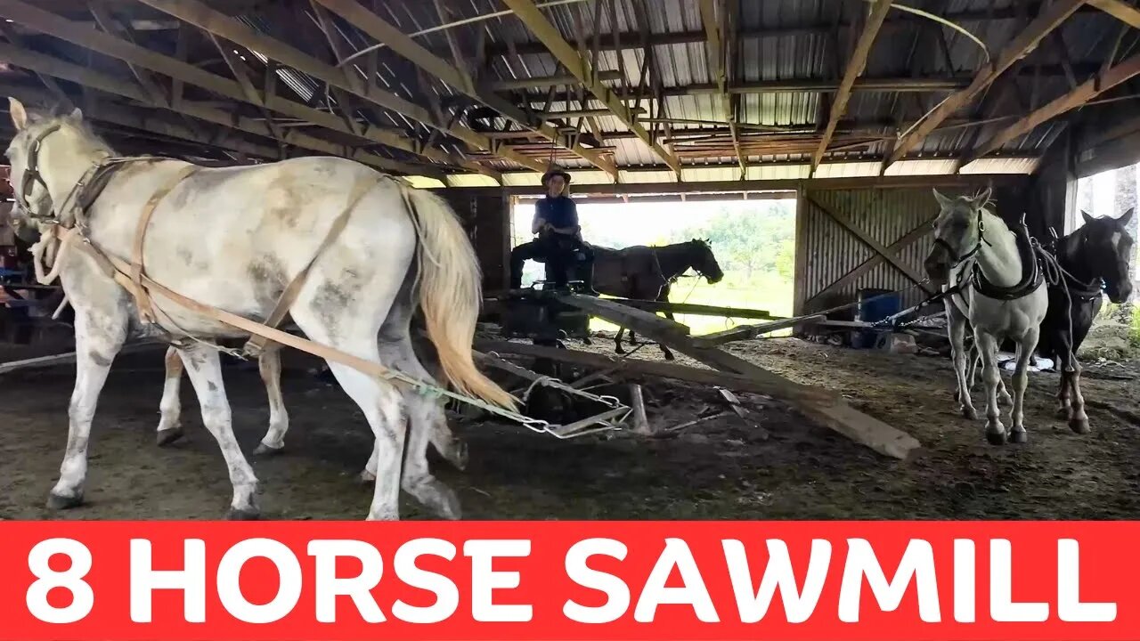 Horse Powered Amish Mennonite Sawmill