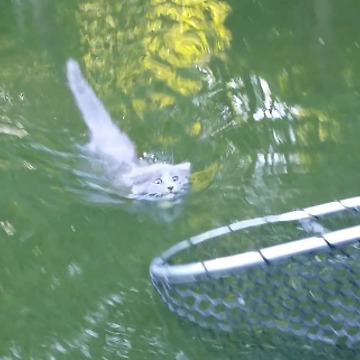 Boy Catches Kitten While Fishing