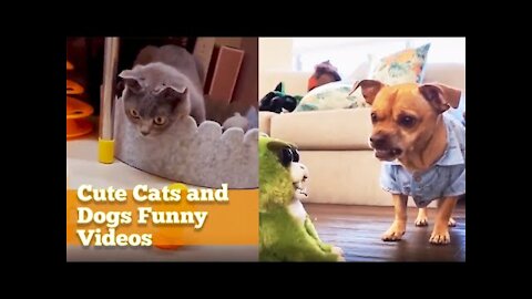 Cute Cats And Dogs Funny Videos _ Cat And Dog Funny Videos _ Funny VIDEOS 2022.