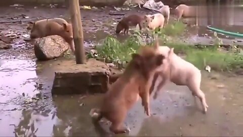Baby Pig VS Baby Wild Boar