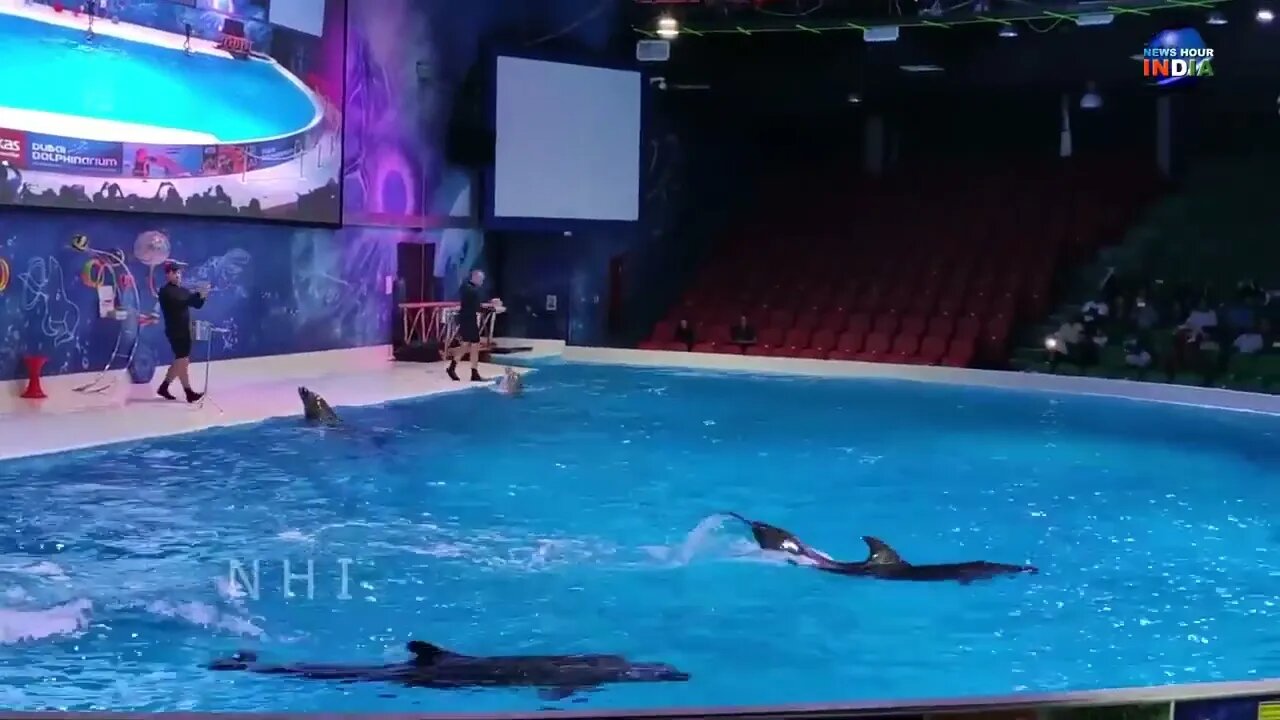 Dolphin Show in Dubai FULL VIDEO | Sea World's Dolphin Show Live