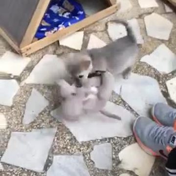 Tiny Puppy Plays With Favorite Stuffed Animal