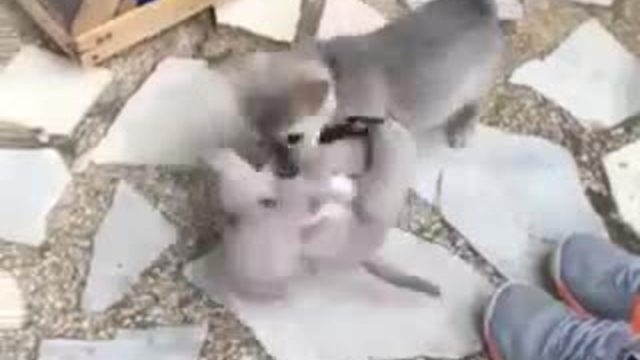 Tiny Puppy Plays With Favorite Stuffed Animal