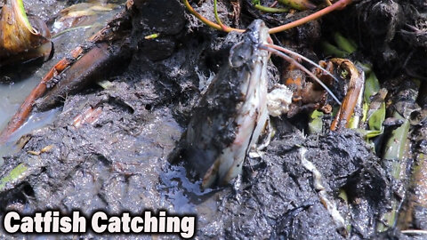 Catfish Catching