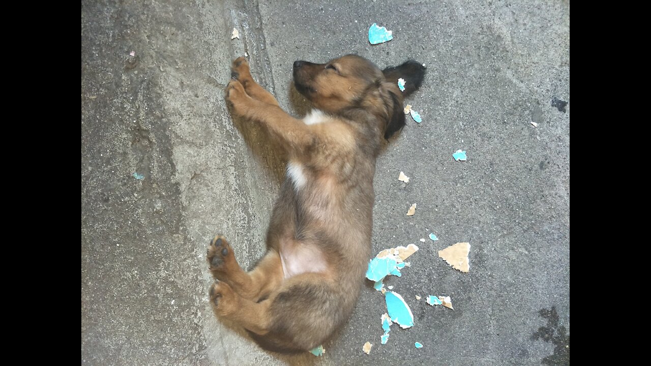 CUTE PUPPY FELL ASLEEP AFTER TEARING UP EMPTY BOX INTO SMALL PIECES