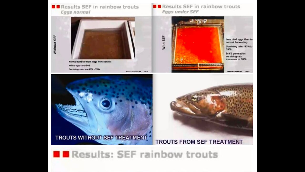 Ebner Effect - SEF (Static Electric Field) - Spontaneous Evolution and Reversing GMOs