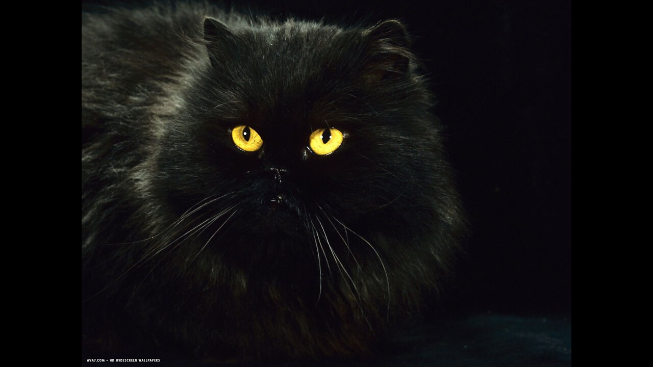 Angry Black Cat