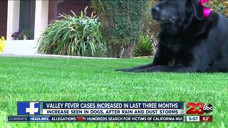 Valley fever cases for dogs have spiked in the last three months