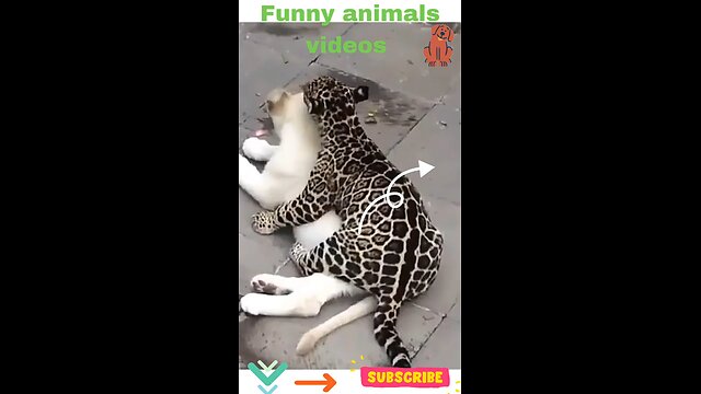 Title: "Funny Animals: LOL Moments!"